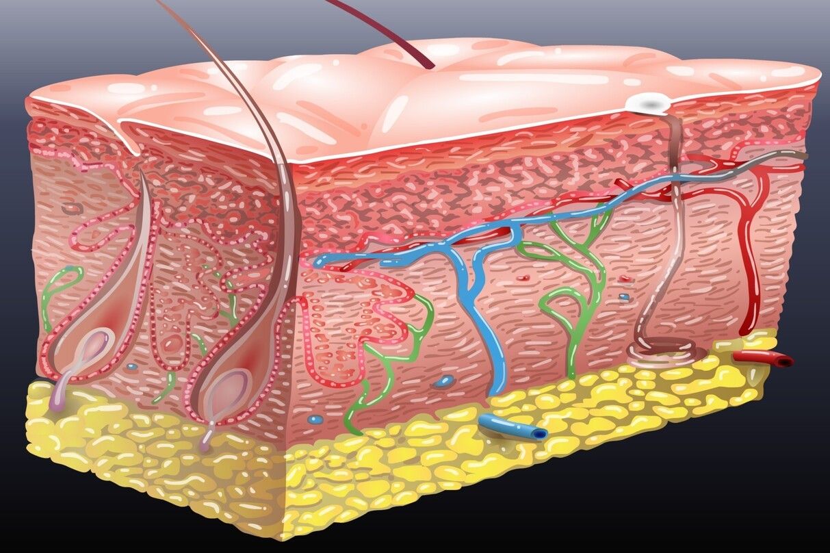 Scalp and Hair Follicles