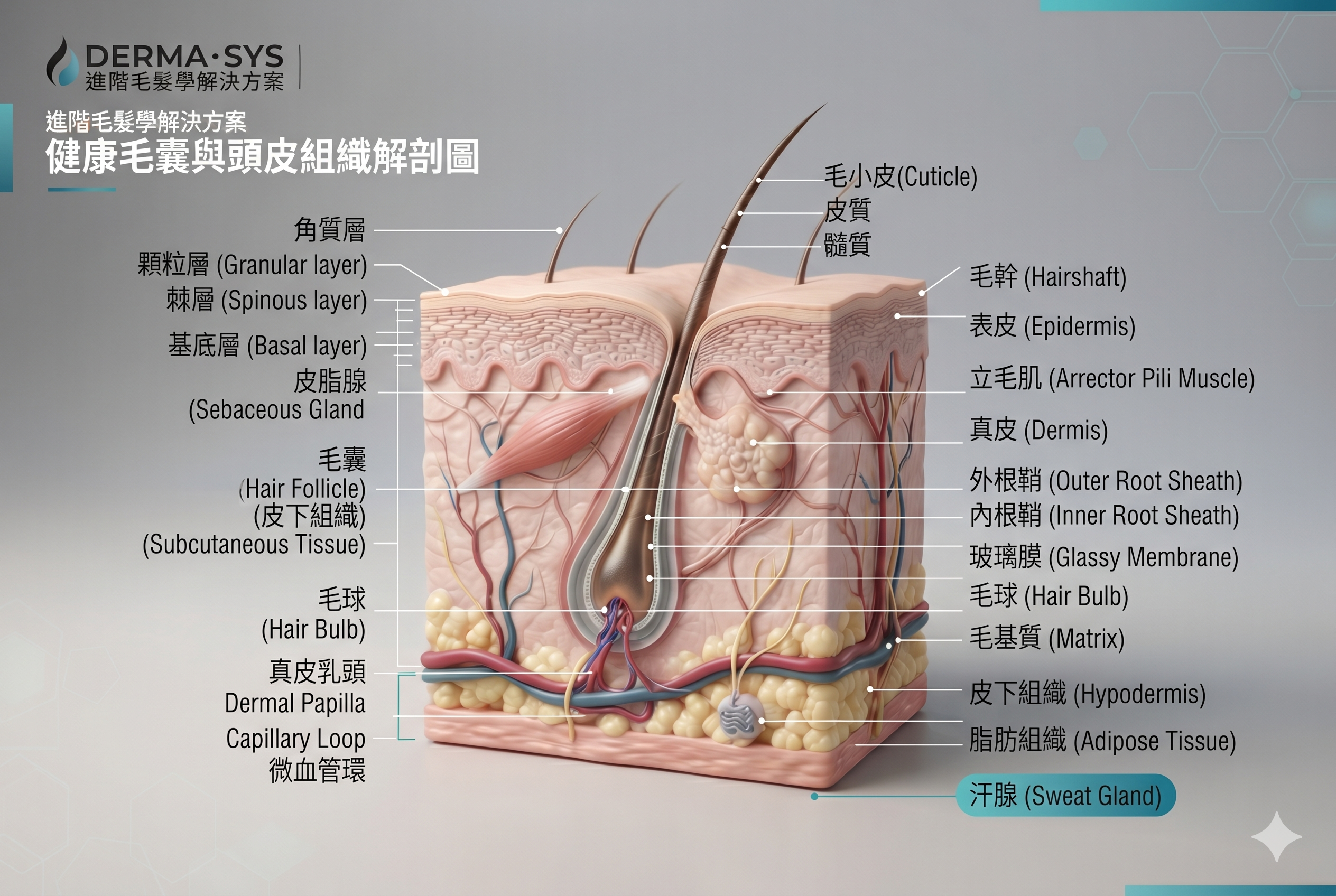 毛囊結構及影響頭髮生長週期的因素示意